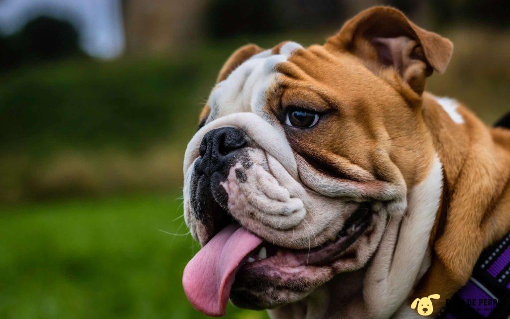 bulldog ingles de perfil