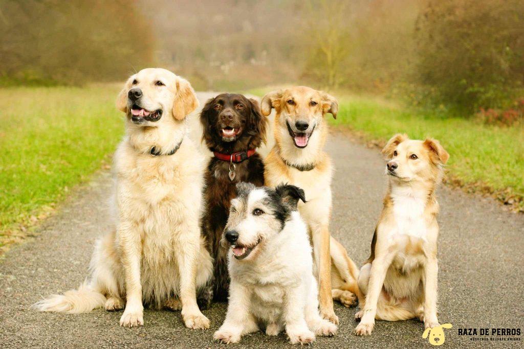 Como se clasifican las razas de perros